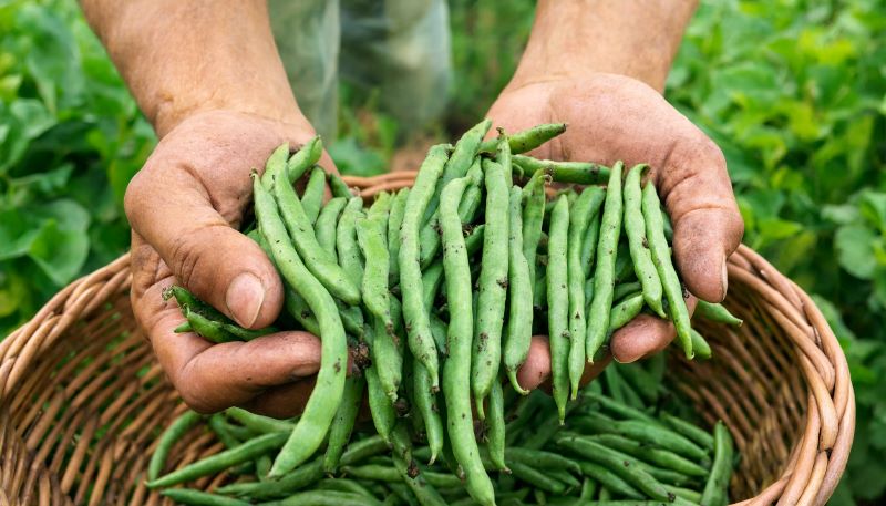 Récolte de haricots verts bio Triomphe de Farcy